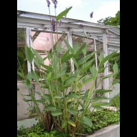 Thalia Dealbata (fam Marantacees) (sud-est USA) (1)